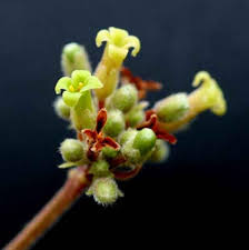 Image result for Commiphora pedunculata