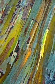 Eucalyptus Bark Photo By Janet Little Texture Art Patterns In Nature Art