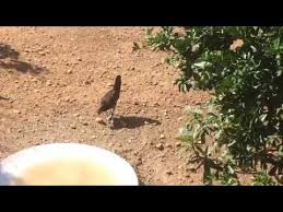 There are about 190 different species of opuntia. Chickens Eating Prickly Pear Youtube