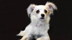 A percentage of your kroger purchases will be puppy pals rescue inc. Purebred Rescue Organization Of Ohio