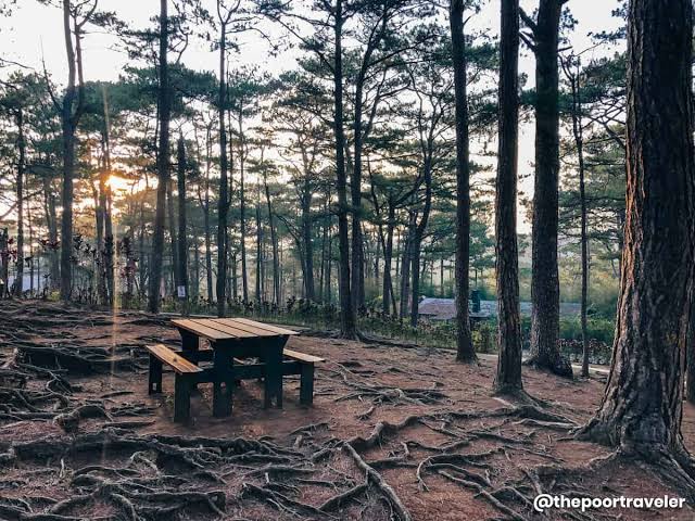 Peaceful forest bathing trails inside Camp John Hay, binuo ng AI