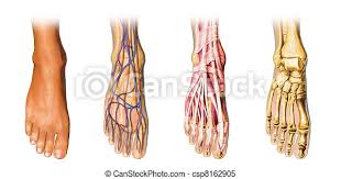 Human arms anatomy diagram, showing bones and muscles while flex human arms anatomy diagram, showing bones and muscles while flexing. Human Foot Anatomy Cutaway Representation Human Foot Anatomy Cutaway Representation Showing Skin Veins And Arterias Canstock