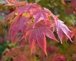 L'avantage de cet arbre, c'est qu'il peut être planté aussi bien en extérieur que dans un bac. Erable Japonais Acer Palmatum Plantation Taille Et Entretien