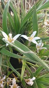 Image result for Xerophyta equisetoides