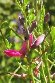 Image result for Indigofera longistaminata