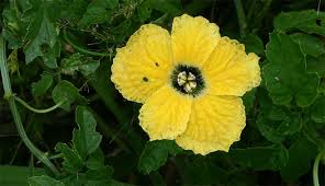 Image result for Momordica cardiospermoides