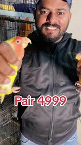 Common Lutino Love birds #birdspalaceofficial #tollintanbirdsmarket #parrot  #bilaldavlog. #tollintanmarket #birds #showquality