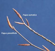 Image result for Fagus sylvatica Cockleshell