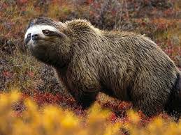 There's some serious photoshop skills behind these images! Post Your Funny Photoshopped Animals Hypixel Minecraft Server And Maps