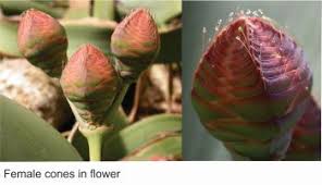 Image result for Welwitschiella