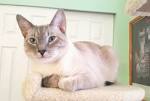 Lilac Point Siamese Cats