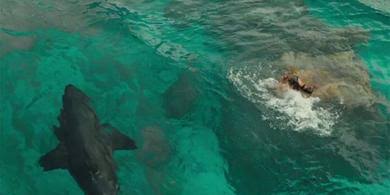 The Shallows" (2016) Review - GEOFF COX