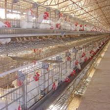 Search and apply for the latest poultry farm jobs. Best Sell Used Chicken Cages For Sale In Pakistan Chicken Cages Cages For Sale Chicken Coop Plans