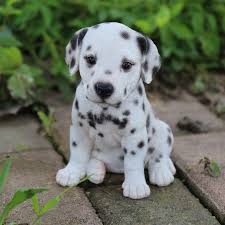 Image result for dalmatian