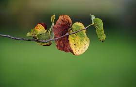 Flowering Pear Tree Diseases Gardenerdy