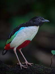 Image result for Entephria polata