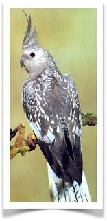 Bird Aviary For Sale Durban Pin On Calops