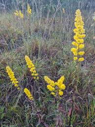 Image result for Solidago