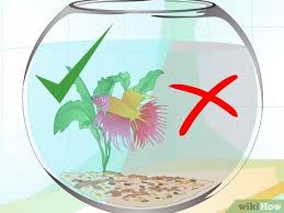 In reality, they are much happier, healthier, and more comfortable in large spaces with thick vegetation. How To Care For A Betta Fish In A Vase With Pictures Wikihow Pet