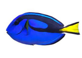 Check spelling or type a new query. Chirurg Regal Paracanthurus Hepatus Pesti De Apa Sarata