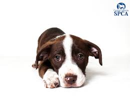 Tan and white pitbull lab mix puppy. Belle Is A 3 Month Old Female Brown And White Pit Bull Lab Mix Central California Spca Fresno Ca