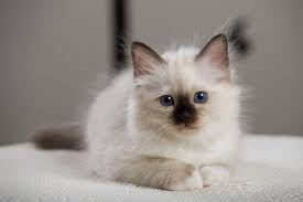 heilige birma birman kittens pretty cats birman cat