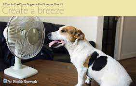 8 Tips To Cool Your Dog On A Hot Summer Day