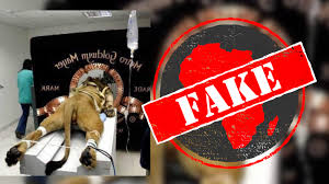 You can download in.ai,.eps,.cdr,.svg,.png formats. Mgm Lion Strapped Down To Film Logo No Photo Of Lion Getting Cat Scan Africa Check