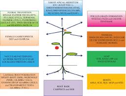 No cell plate is laid down. Plasmodesmata The Nano Bridges In Plant Cell Are The Answer For All The Developmental Processes Springerlink