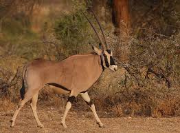 This species' numbers are decreasing. East African Oryx African Animals South African Animals Animals