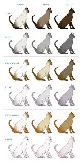Coat Colour And Pattern Tonkinese Cats Kittens Queensland Tonkinese Cat Cat Colors Cats And Kittens