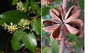 Image result for Quillaja saponaria