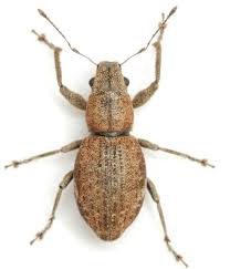 Image result for Richardsiella eruciformis