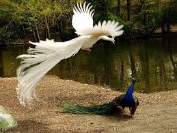 Albino Peacock Albino Peacock White Peacock Peacock Pictures