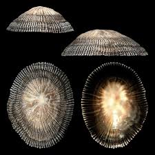 Image result for Schizaea pectinata