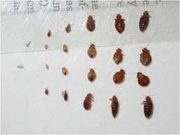 Pin On Bed Bug Control