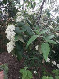 Symptoms include stunted growth, leaf yellowing, and drooping leaves. Drooping Leather Leaf Viburnum 556022 Ask Extension