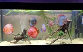 Strategies For Planted Tank Cleaning With Discus Fish | Wattley Discus