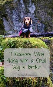 7 Reasons Why Hiking With A Small Dog Is Better Visit Critter Care At Youdidwhatwithyou