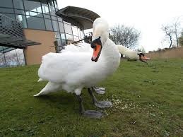 New Swan On The Block Mind Your Fingers Saltholme Saltholme The Rspb Community