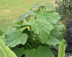Image result for Paulownia