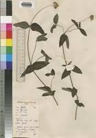 Image result for Aspilia pluriseta