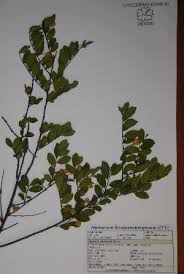 Image result for Grewia retinervis