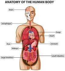 Your source for all things science. Diagram Showing Anatomy Of Human Body With Names Human Body Anatomy Human Body Diagram Body Diagram