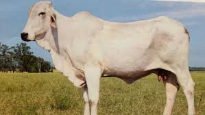 The first secretary, mr jw sartwelle, of the american brahman. Cow Genome Map Set To Improve Brahman Breed Abc News