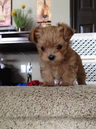 Check spelling or type a new query. A Morkie Puppy Aww