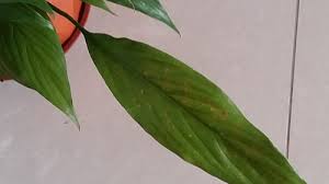 I have black spots on my peace lily and i don't know what to do. Brown Spots On My Peace Lily Leaves