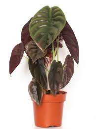 The silver dragon is native to eastern borneo. Alocasia Red Secret Plants Plant Leaves Plant Needs