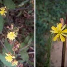 Image result for Triumfetta angolensis