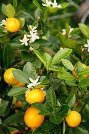 Find the perfect tangerine trees stock illustrations from getty images. Blooming And Fructiferous Tangerine Stock Image Colourbox